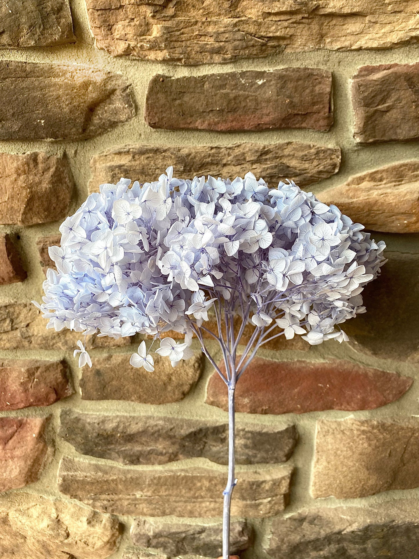 Hydrangea, Premium, Fluffy, White, Pink, Blue, Filler, House Decor, Bleached, Bridal, Preserved, Baby Shower, Colorful
