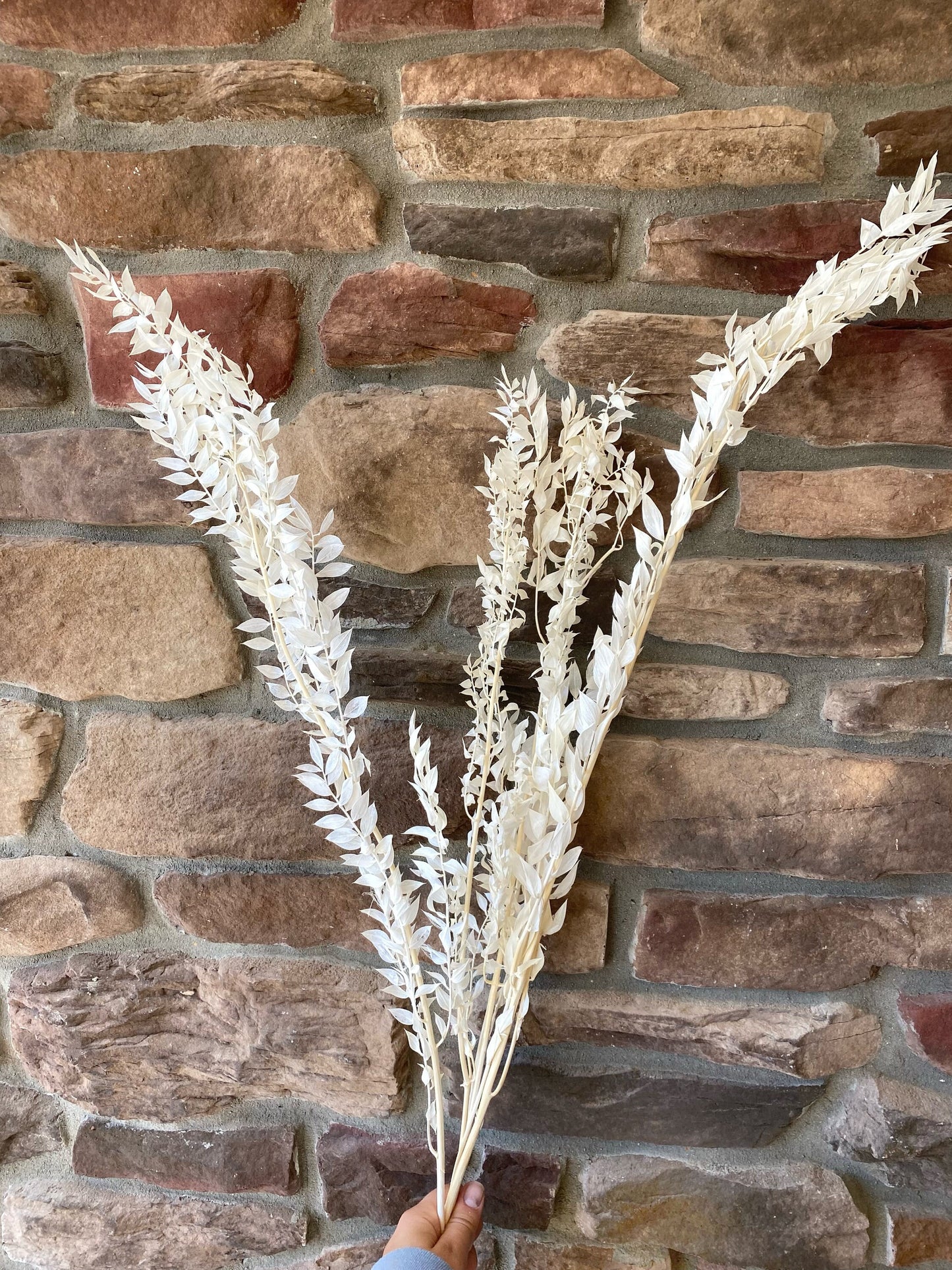 Ruscus, Dried Flowers, Preserved Floral, Filler, Natural, Cream, Home Decor, Wedding Decor, Floral Craft