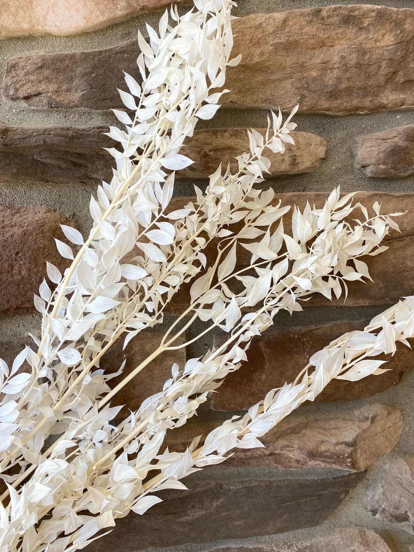 Ruscus, Dried Flowers, Preserved Floral, Filler, Natural, Cream, Home Decor, Wedding Decor, Floral Craft