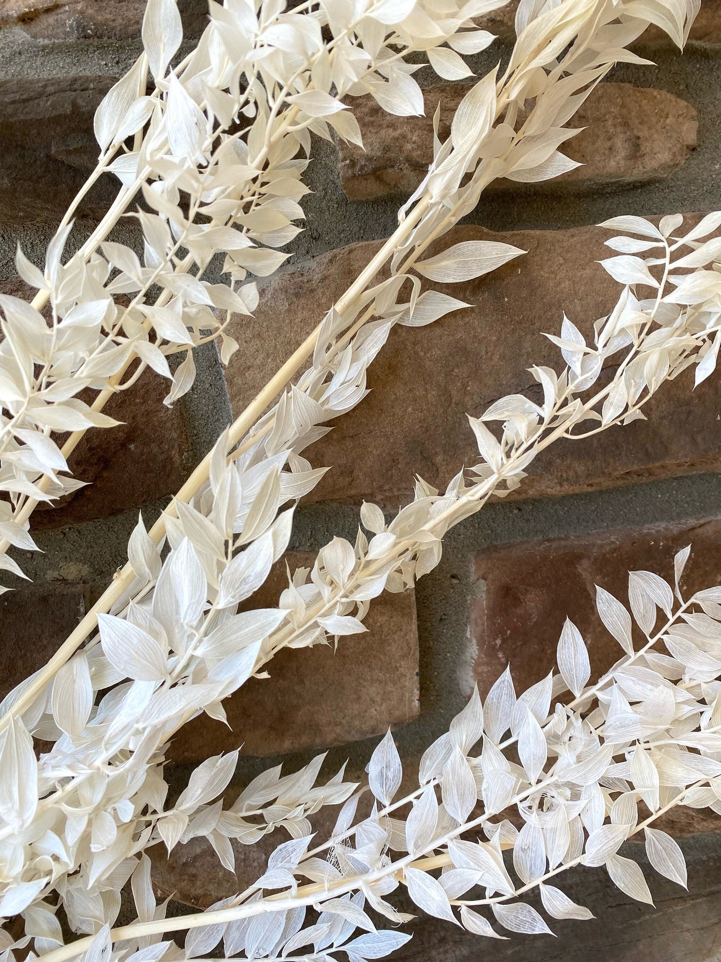 Ruscus, Dried Flowers, Preserved Floral, Filler, Natural, Cream, Home Decor, Wedding Decor, Floral Craft