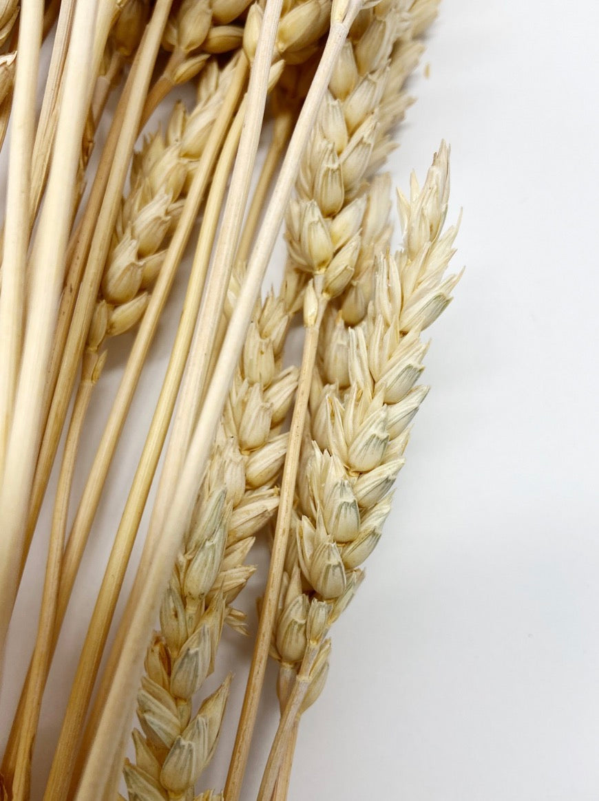 Dried Golden Beardless Wheat Stems, Fall Floral Decor
