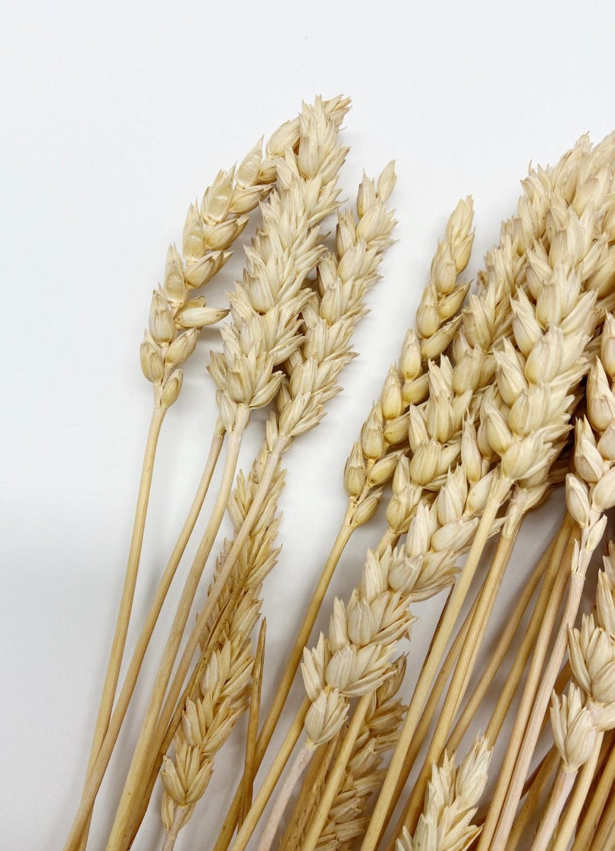 Dried Golden Beardless Wheat Stems, Fall Floral Decor