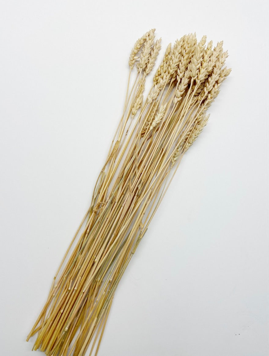 Dried Golden Beardless Wheat Stems, Fall Floral Decor