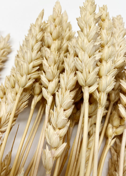 Dried Golden Beardless Wheat Stems, Fall Floral Decor