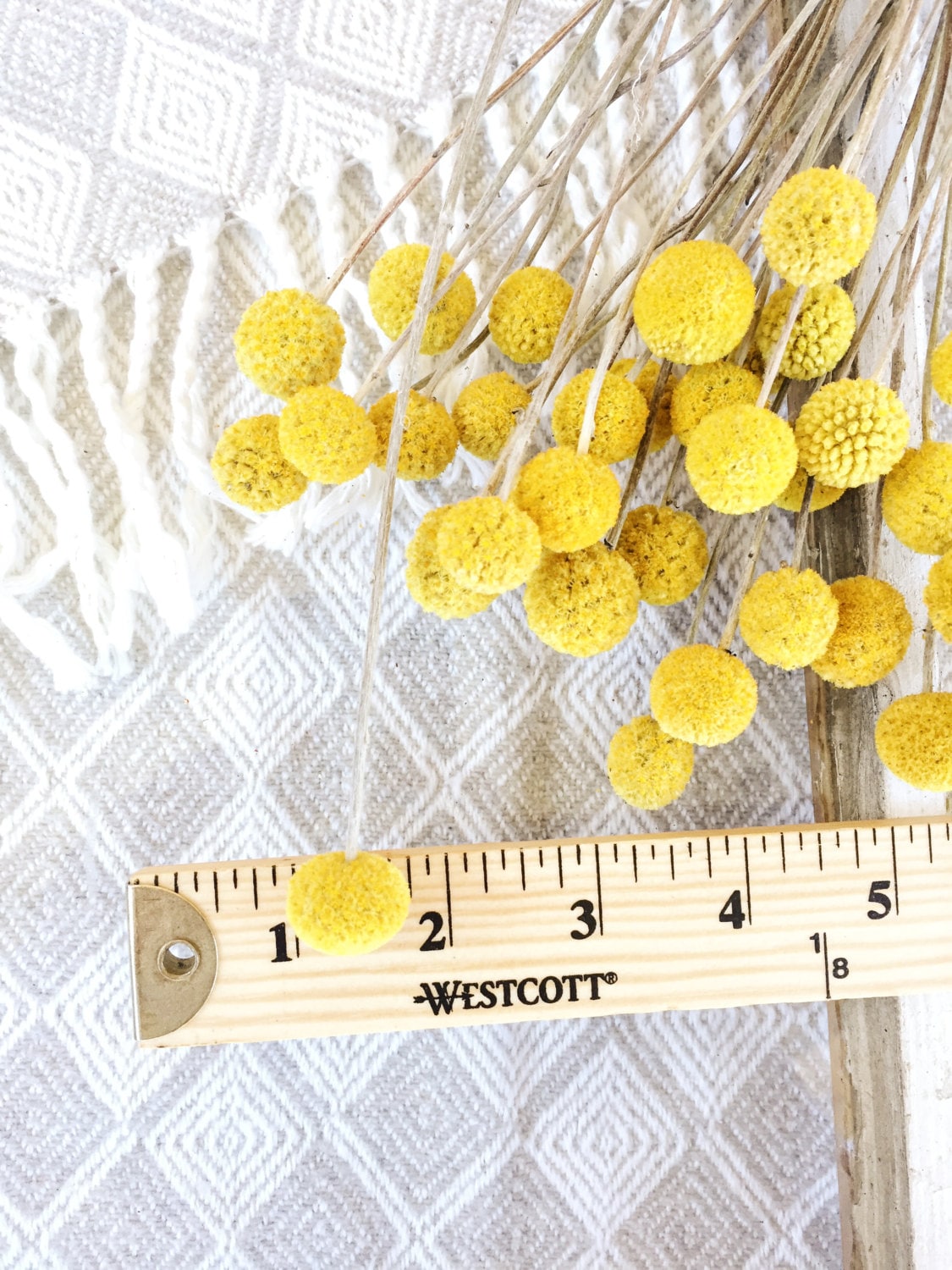 Dried Billy Balls, Craspedia Bunch, Drumstick Flower, Yellow Flowers, Dry Floral, Wedding Bouquet, Modern, Country Rustic Floral Arrangement