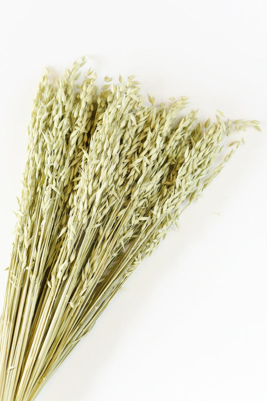 Dried Avena Oats, Green Grains, Dried Oats, Wedding Preserved Bouquets, Bunches, Natural Flax, Golden Pods, Flowers, Wheats and Grass