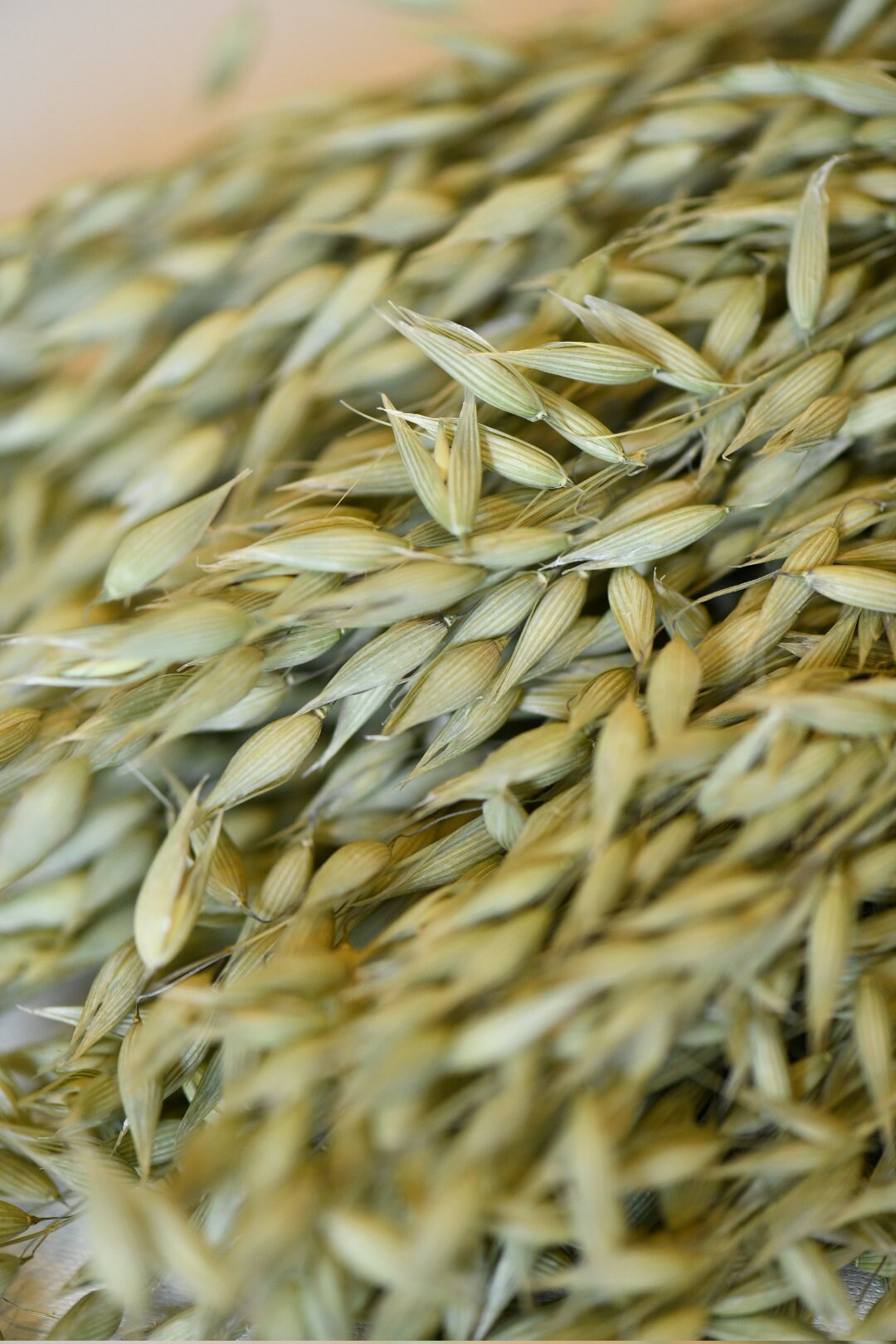 Dried Avena Oats, Green Grains, Dried Oats, Wedding Preserved Bouquets, Bunches, Natural Flax, Golden Pods, Flowers, Wheats and Grass