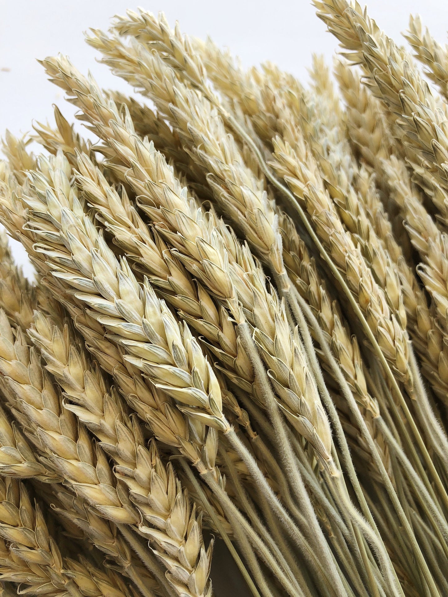 Triticale Beardless Green Wheat, Cereal Grains, Green, Tan, Dried Flowers, Wedding Floral, Bouquets, Fall, Dry Filler Flowers, Home Decor