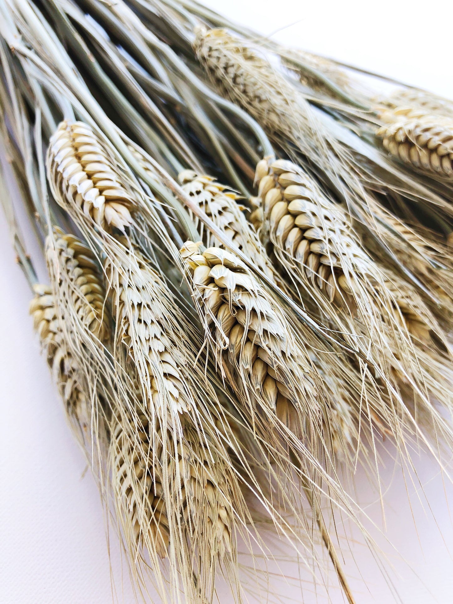 Club Wheat, Green Wheat, Dried Flowers, Bearded Wheat, Cereal Grain, Bouquet, Filler Flowers, Fall, Wedding, Dry Floral, Oats, Home Decor
