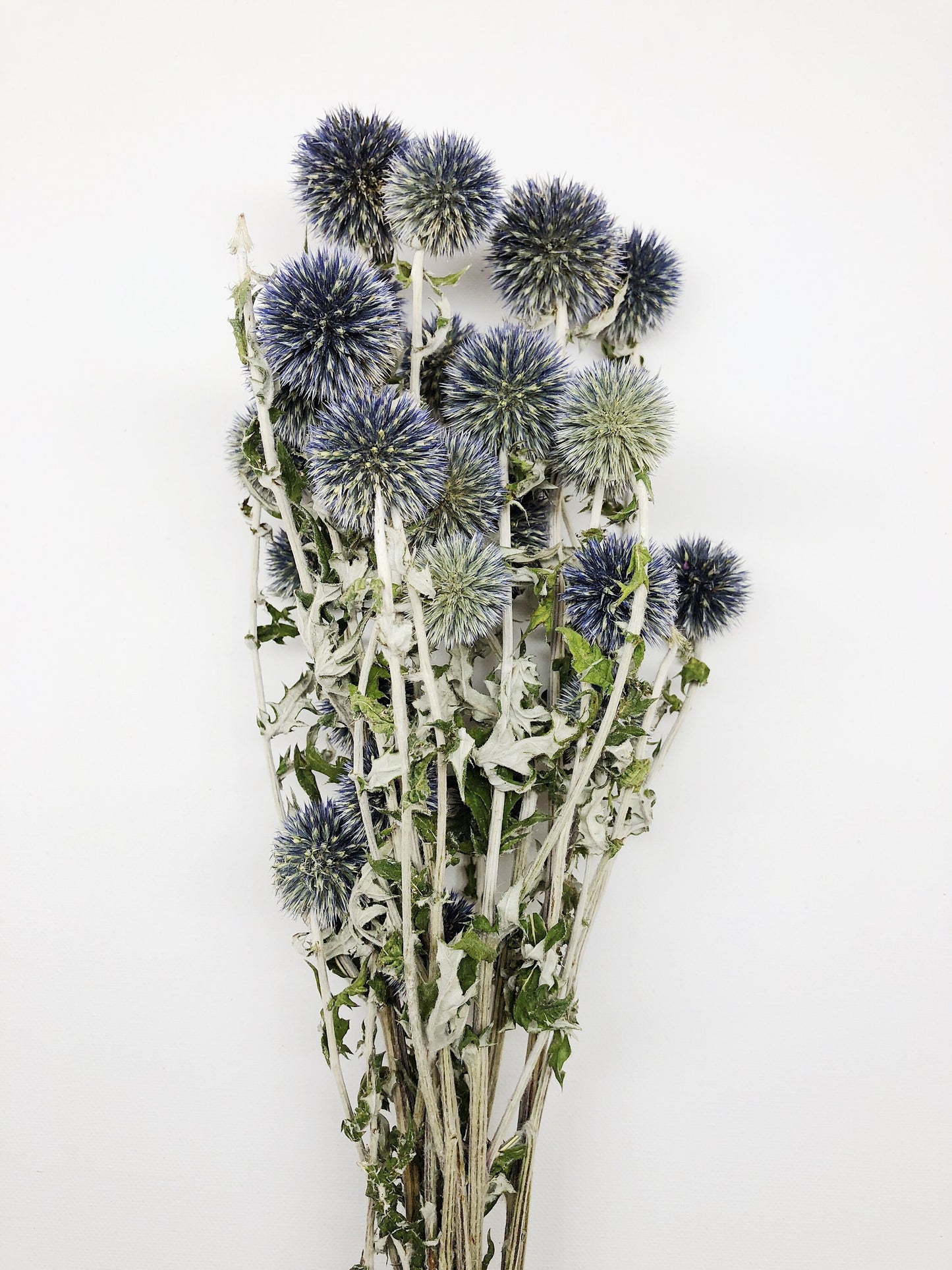 Dried Blue Globe Thistle, Long Stem, Echinops, Green, Purple, Boutonniere Flower, Flowers, Bouquets, Wedding, Floral, DIY, Ball Decor