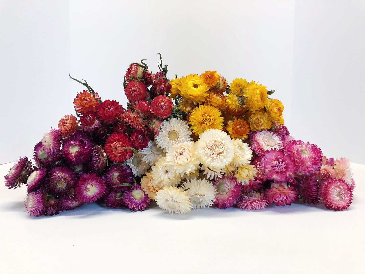 Strawflower, Dried Flowers, White, Cream, Pink, Red, Yellow, Purple, Preserved Florals, Colorful, Wildflowers, Wedding