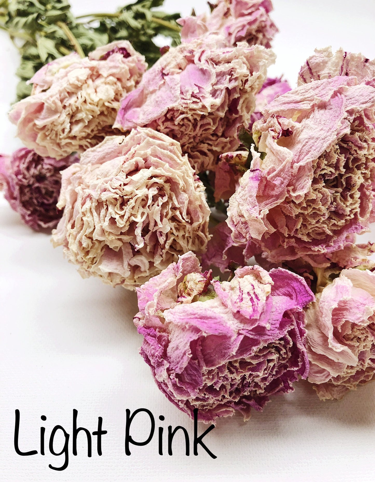 Peony Blooms, Peonies, Flowers, Dried Flowers, Light, Medium, Dark Pink, Burgundy, Cream, Beige, Nude, Wedding bouquets, Bridal flowers