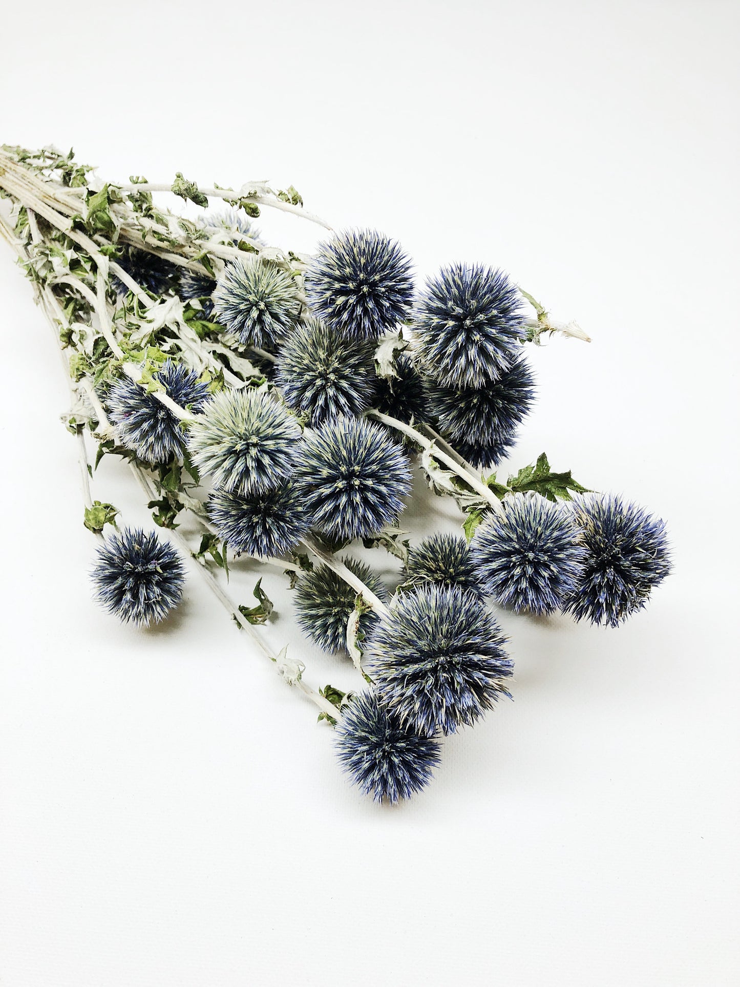 Dried Blue Globe Thistle, Long Stem, Echinops, Green, Purple, Boutonniere Flower, Flowers, Bouquets, Wedding, Floral, DIY, Ball Decor