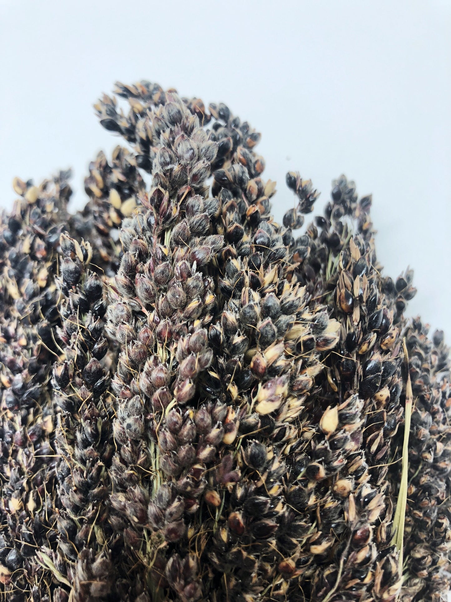 Black Sorghum, Preserved Wheat, Preserved Flowers, Dried Wheat, House Decoration, Wedding Flowers, Country Style, Black, Wheats and Grass