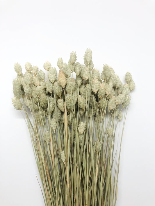 Phalaris, Preserved Wheat, Dried Grass, Wedding Flowers, Floral Arrangement, Filler, Country Style, House Decoration, Wheats and Grass