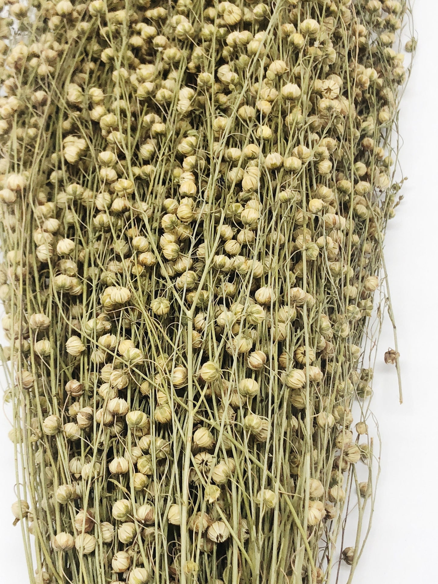 Flax, Dried Wheat, Yellow, Grain, Field, Filler Flowers, Wedding Flowers, Floral Arrangements, Country Style, Round, Wild Flowers