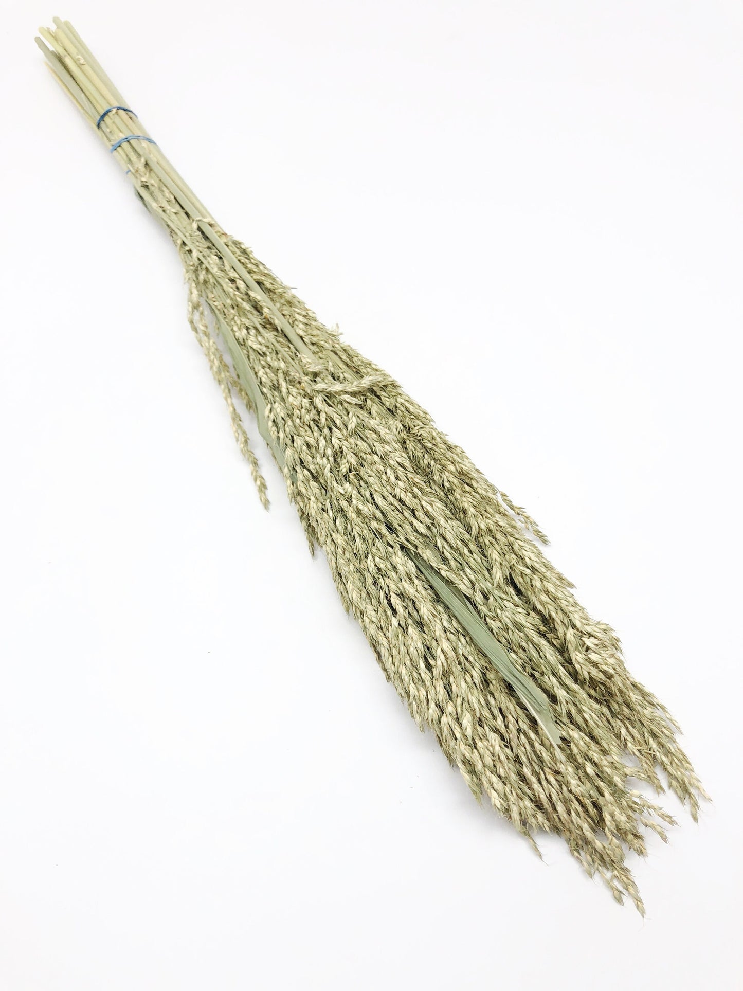 Sudan Grass, Preserved Grass, Preserved Flowers, Wedding Flowers, Filler, Floral Arrangement, Dried Wheat, Green, Country, Wheats and Grass