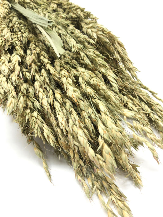 Sudan Grass, Preserved Grass, Preserved Flowers, Wedding Flowers, Filler, Floral Arrangement, Dried Wheat, Green, Country, Wheats and Grass