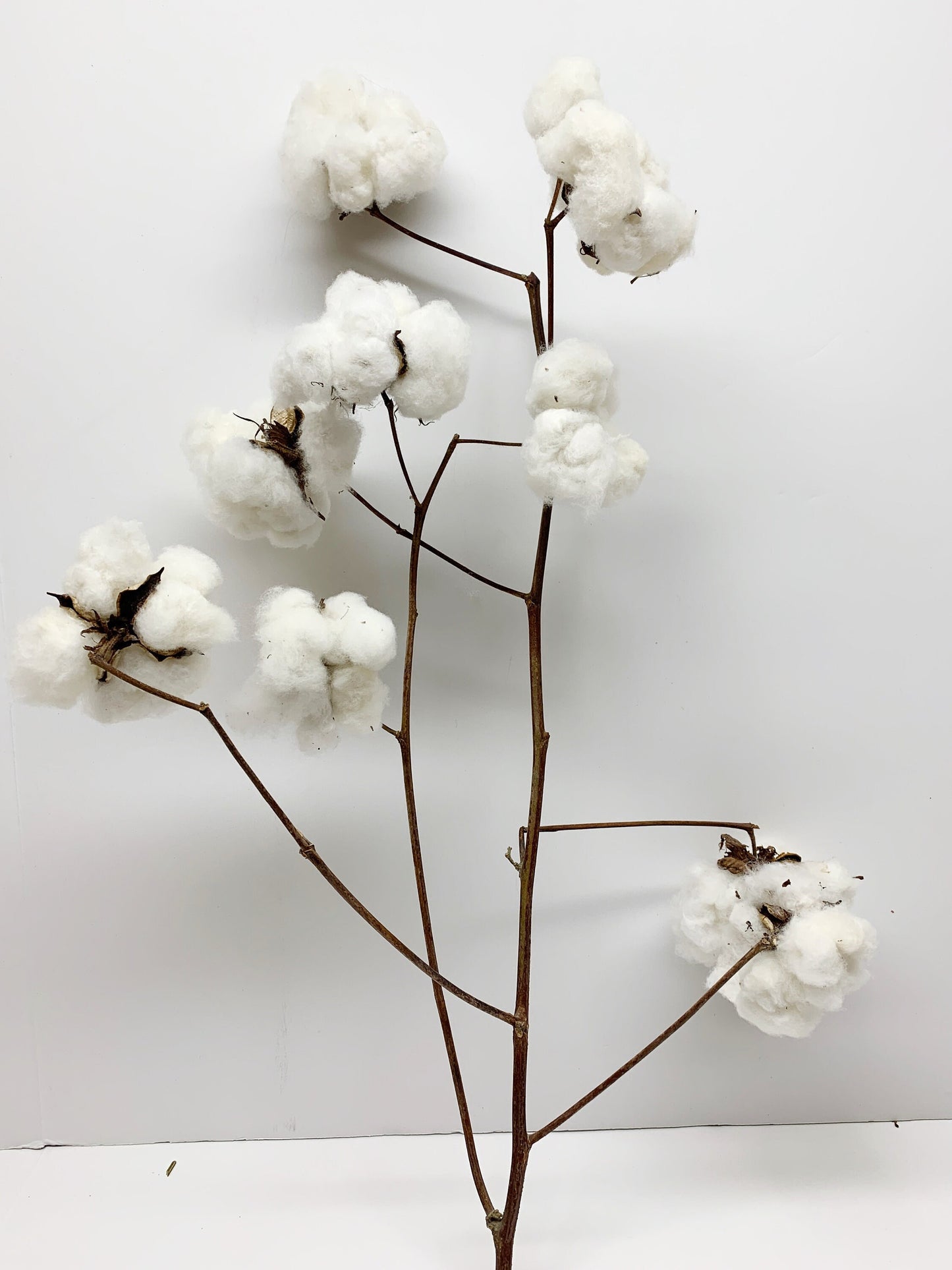 Real Cotton Stems, Natural Cotton, Heads, White, House Decoration, Wedding, REAL, Branches, Cotton Seeds, Cotton Branches, Cotton Stems