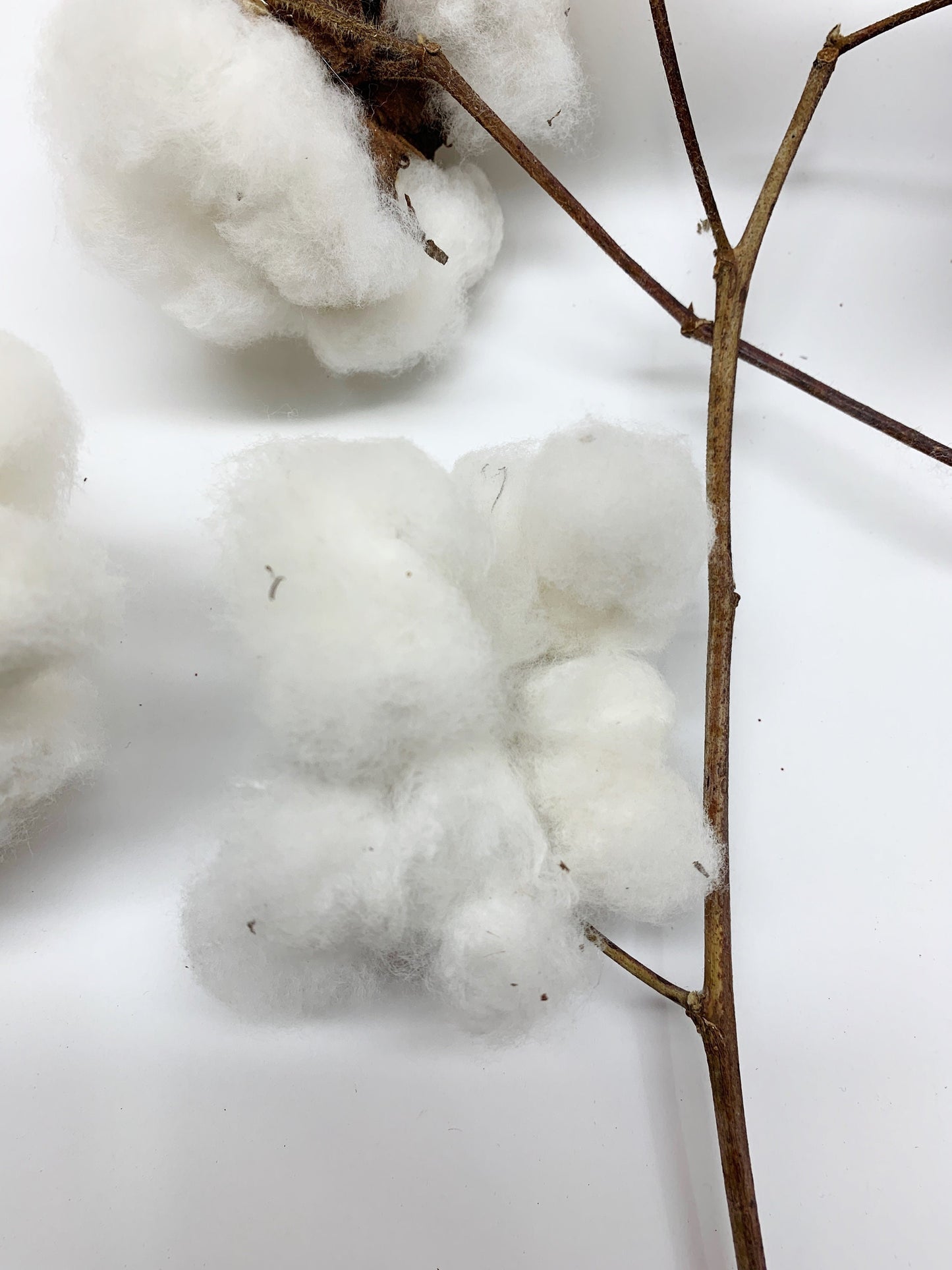Real Cotton Stems, Natural Cotton, Heads, White, House Decoration, Wedding, REAL, Branches, Cotton Seeds, Cotton Branches, Cotton Stems