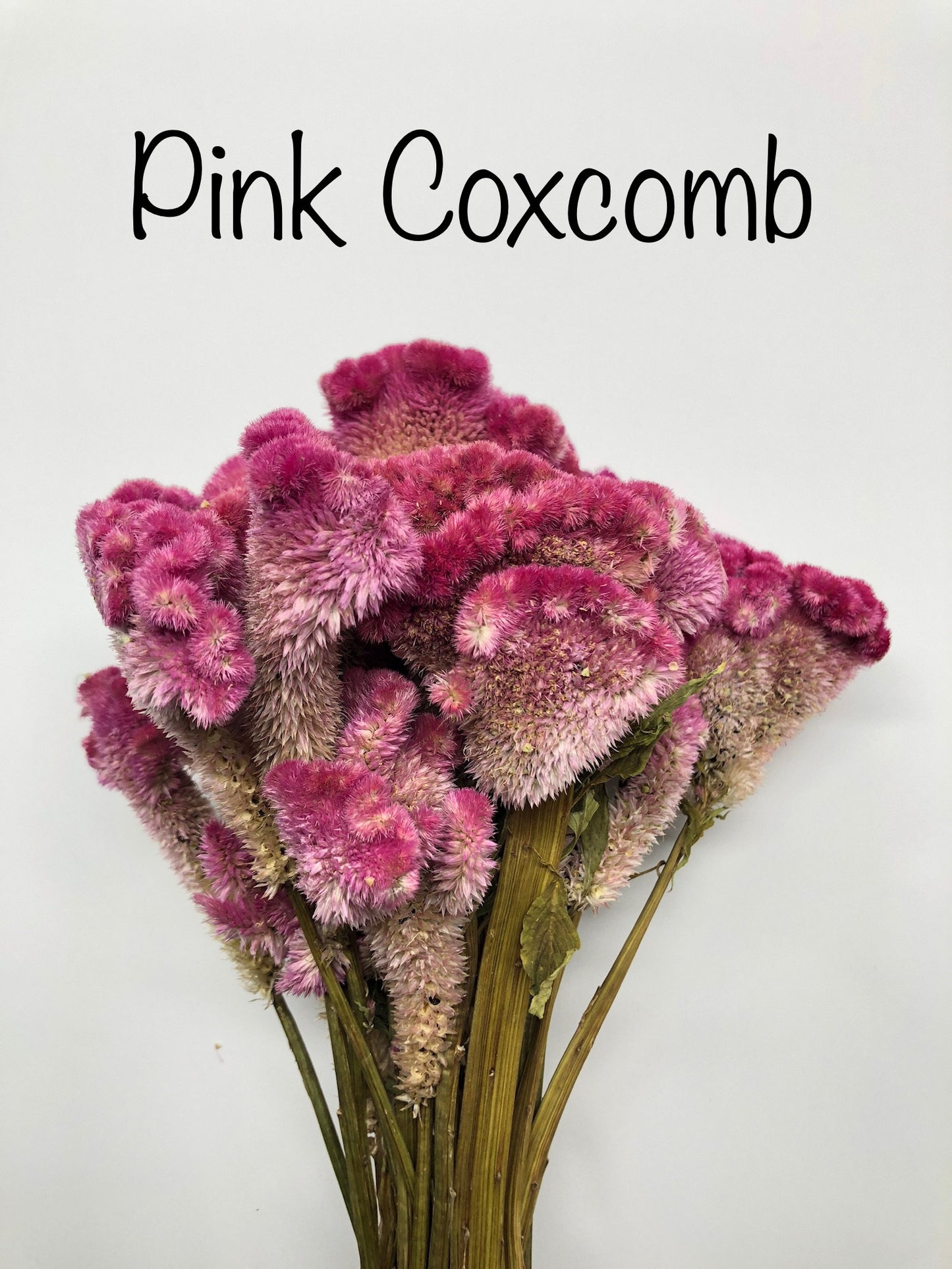 Coxcomb, Celosia, Merlot, Pink, Cockscomb, Dried, Dried Floral, Dry Flowers, Burgundy Celosia, Home Decor, Wedding, Bouquet, Bridesmaids,