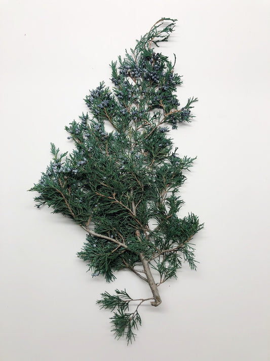 Juniper, Winter Greenery, Christmas Leaves, Winter, Fern, Preserved Flowers, Preserved Greenery, Dried green, Flowers, Seeds, Frost, Winter