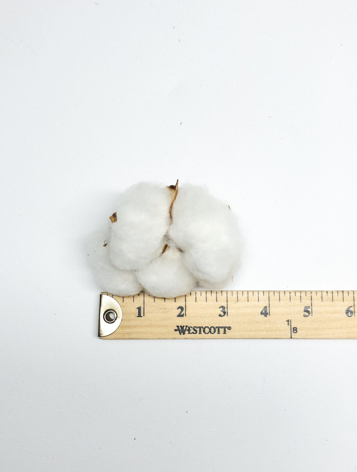 6 Cotton Heads, Natural, Dried, Wreath DIY, White Flower, Photography Props, Balls, Cotton Branch, Fall, Favors,