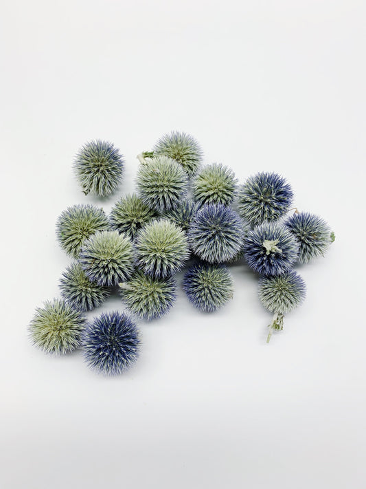 Globe Thistles Heads, Floral, Decor, Flowers, Dried Flowers, Preserved, Blue, Green, Petals, Decoration, Arts and Crafts