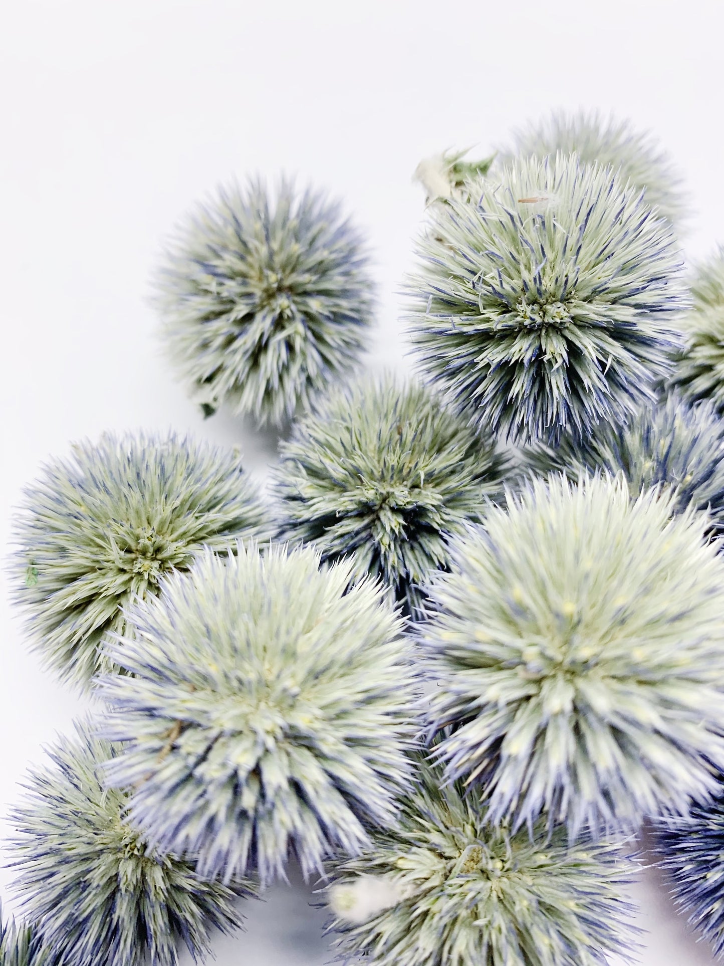 Globe Thistles Heads, Floral, Decor, Flowers, Dried Flowers, Preserved, Blue, Green, Petals, Decoration, Arts and Crafts