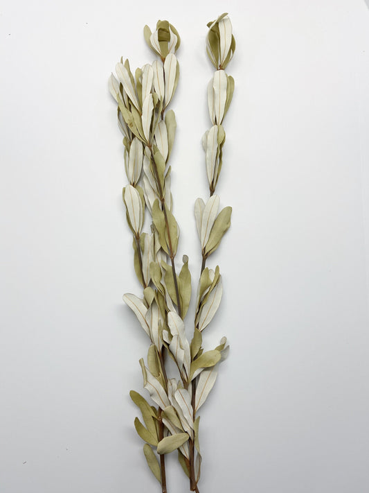 Natural Scutellaria integrifolia, natural flowers, home decor, arrangement, green, leaves, wildflowers, dried floral, farmhouse, tall