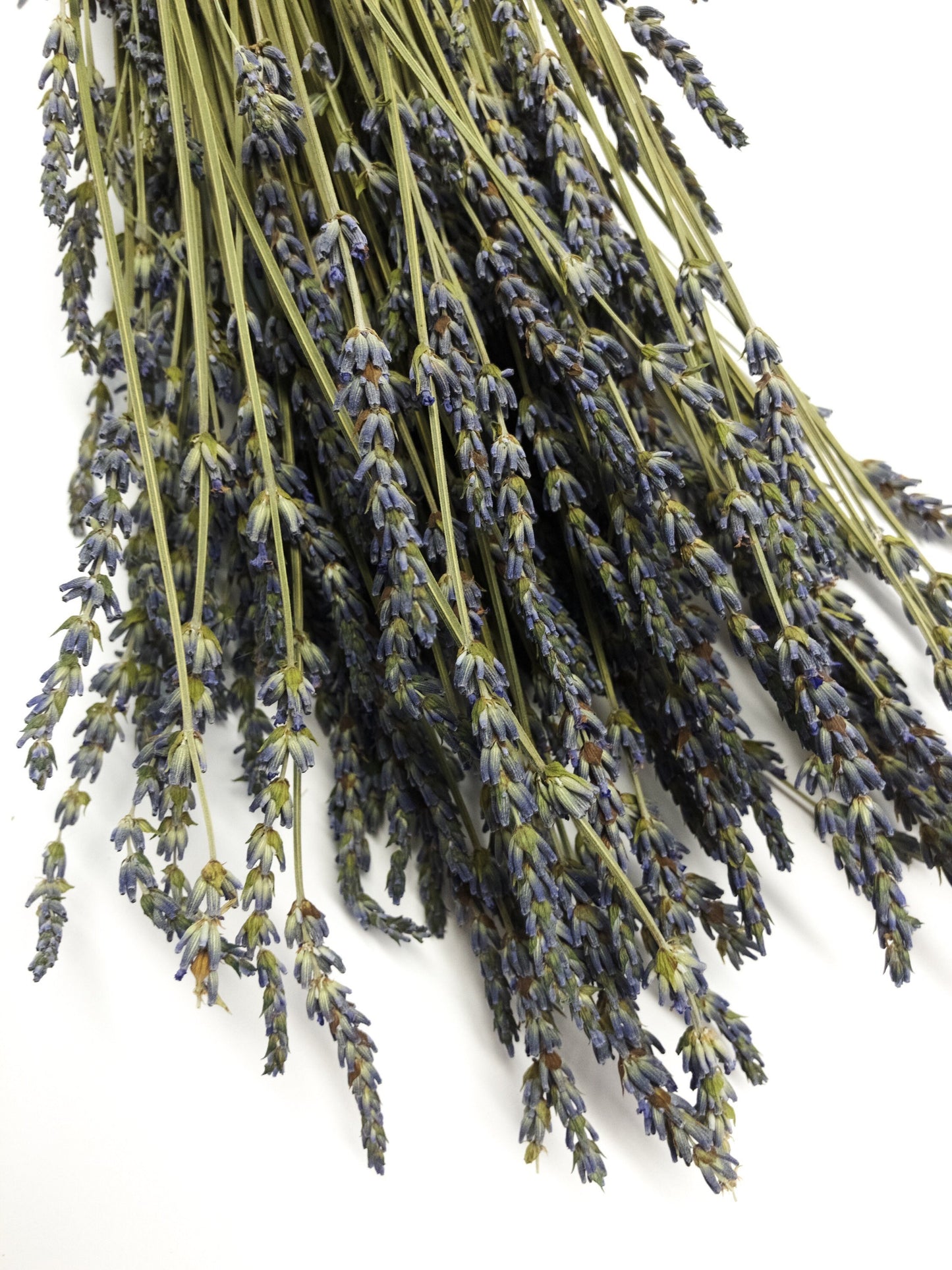 French Lavender, Preserved Flowers, Dried Flower, Lavender, Long Stems, Dried Lavender, Bundles, Wedding, Home Decor, Floral, Flowers