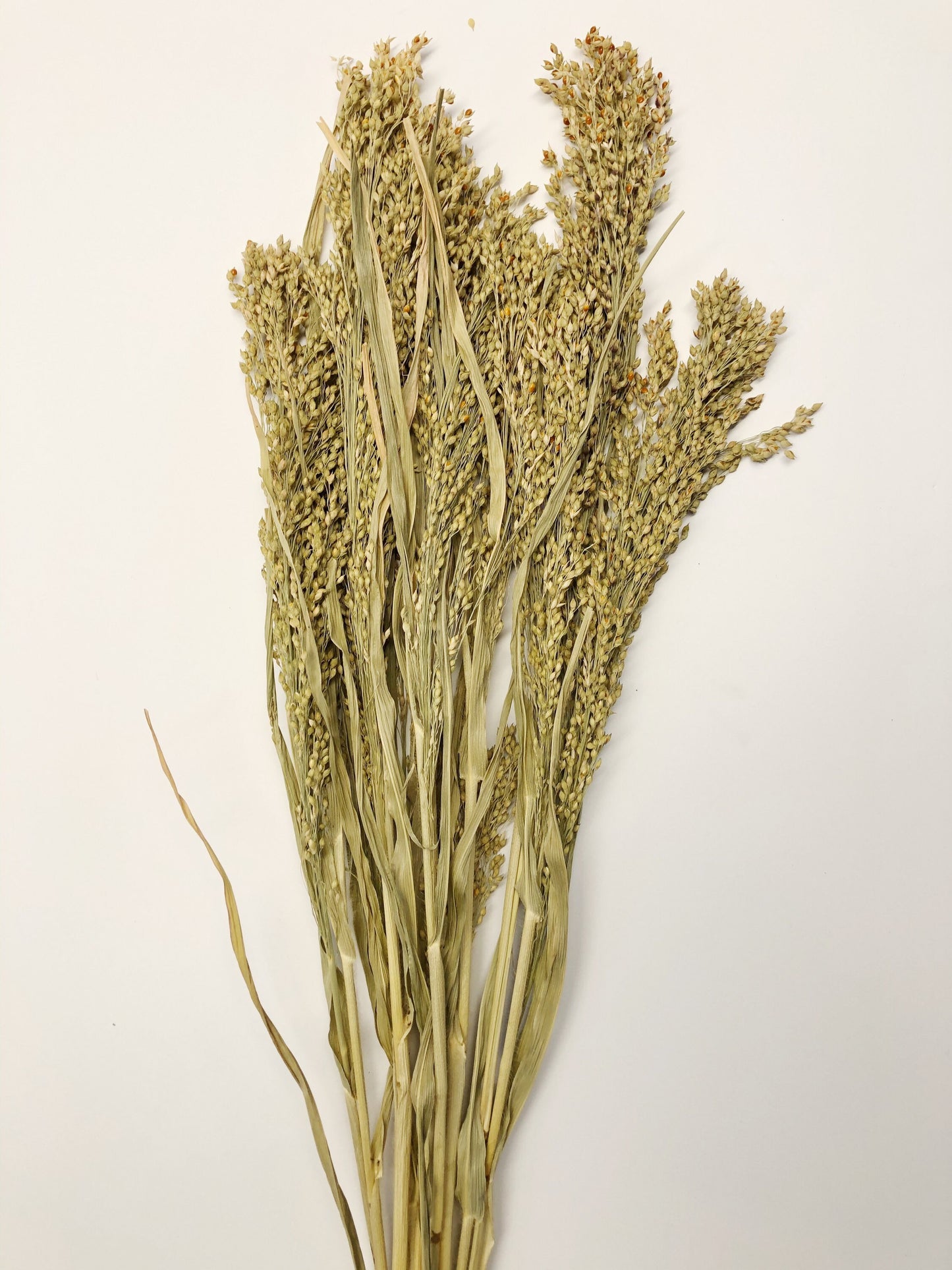 Panicum Grass, Wheat, Dried, Wheat, Preserved Flowers, Floral, Home Decor, Herbs, Millets, Cereal Grains, Wheats and Grass, Filler, Fall