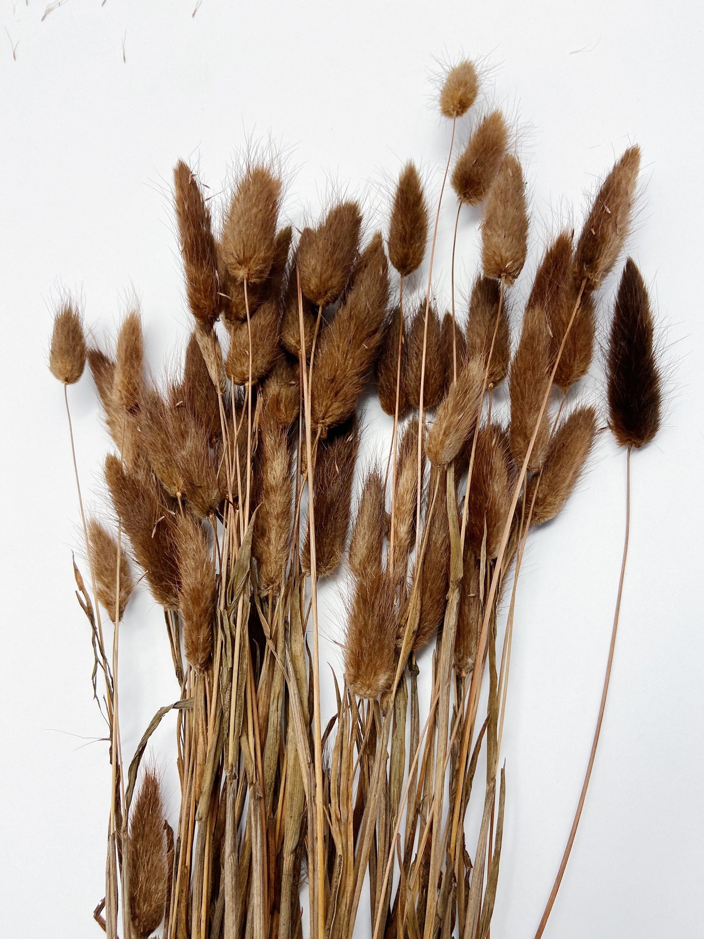Bunny Tails, Preserved Flowers, real flowers, dried flowers, soft flowers, fluffy, pink, chocolate brown, bleached white, natural,