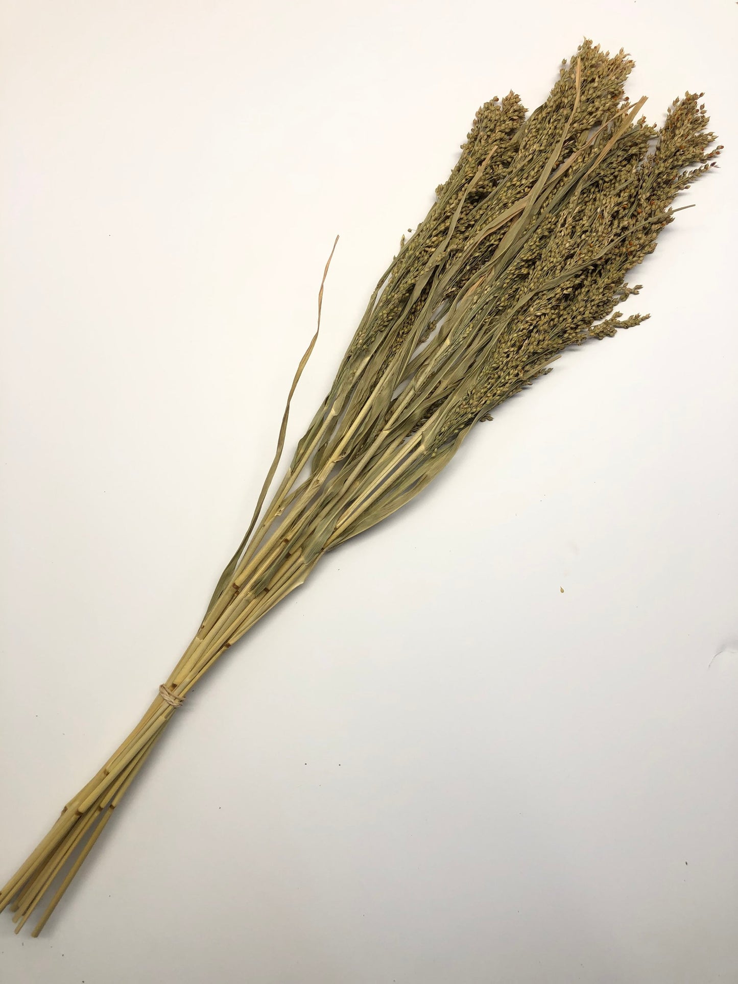 Panicum Grass, Wheat, Dried, Wheat, Preserved Flowers, Floral, Home Decor, Herbs, Millets, Cereal Grains, Wheats and Grass, Filler, Fall