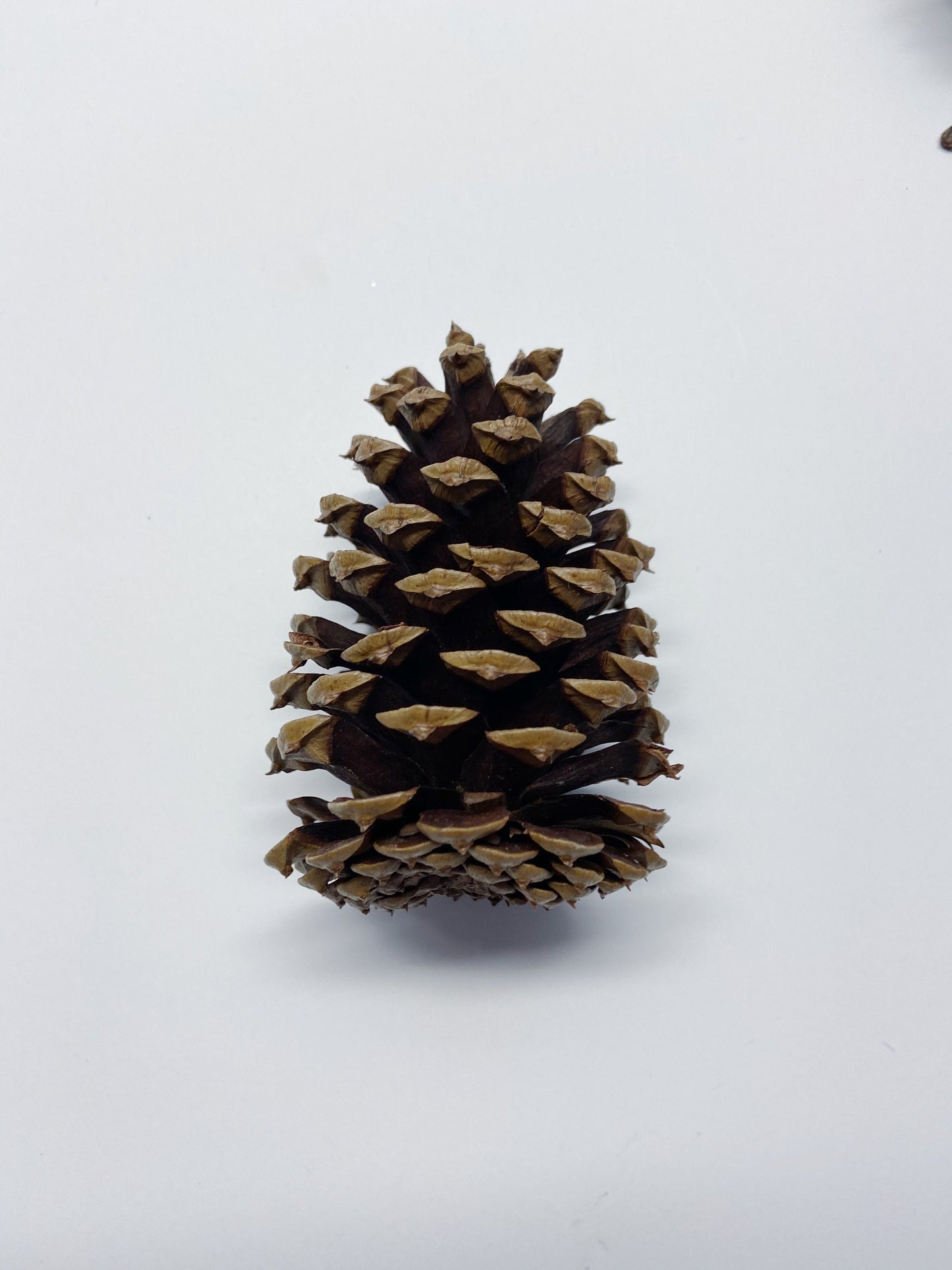 5 pinecones, natural pinecones, real, Christmas decoration, winter, artandcraft, home decor, real pinecones, round pinecones, tall pinecones