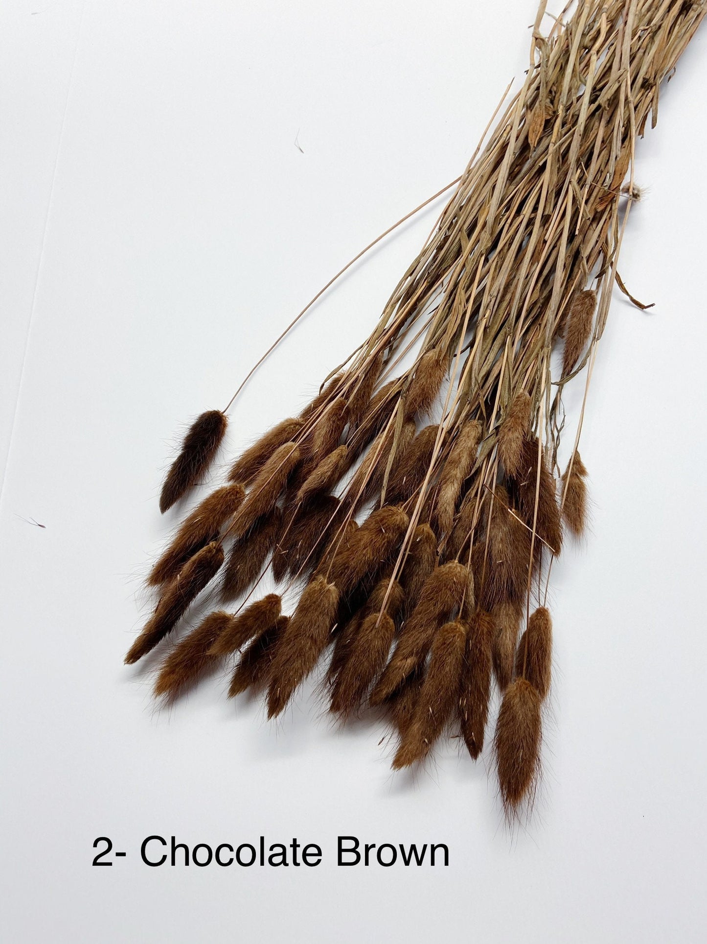 Bunny Tails, Preserved Flowers, real flowers, dried flowers, soft flowers, fluffy, pink, chocolate brown, bleached white, natural,