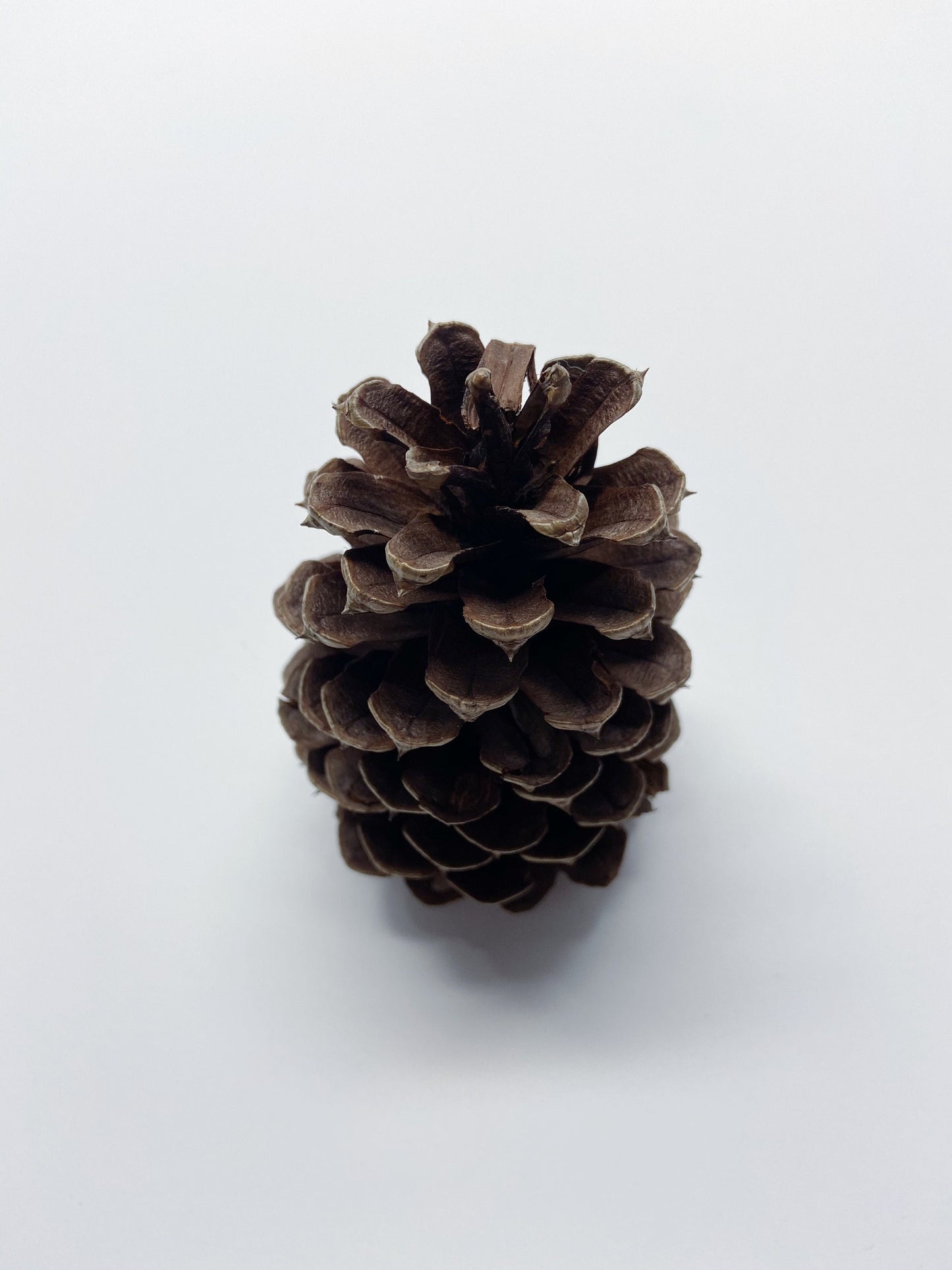 5 pinecones, natural pinecones, real, Christmas decoration, winter, artandcraft, home decor, real pinecones, round pinecones, tall pinecones