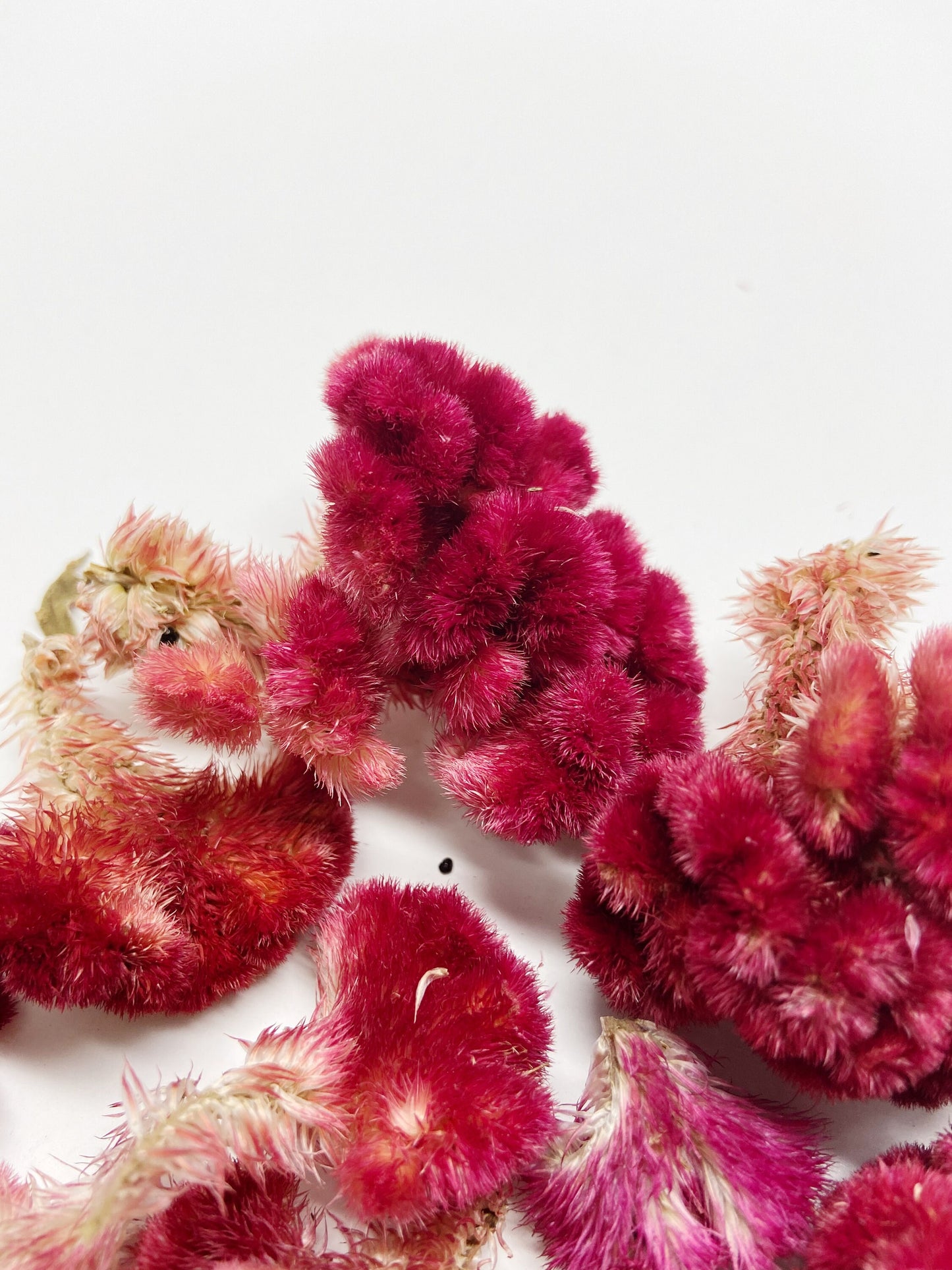 Coxcomb heads, celosia, small heads, decoration, burgundy cockscomb, details, preserved flowers, dried flowers, diy, craft, arts and crafts