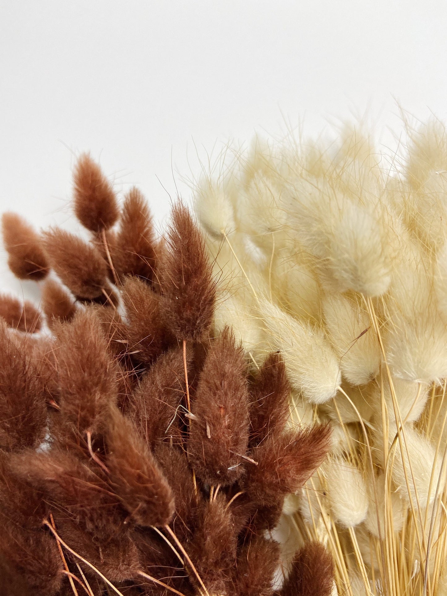 Bunny Tails, Preserved Flowers, Largurus, Dried Largurus, Bunny Tail Grass, Brown, White, Natural, Soft Flowers, House Decor, Wedding Decor