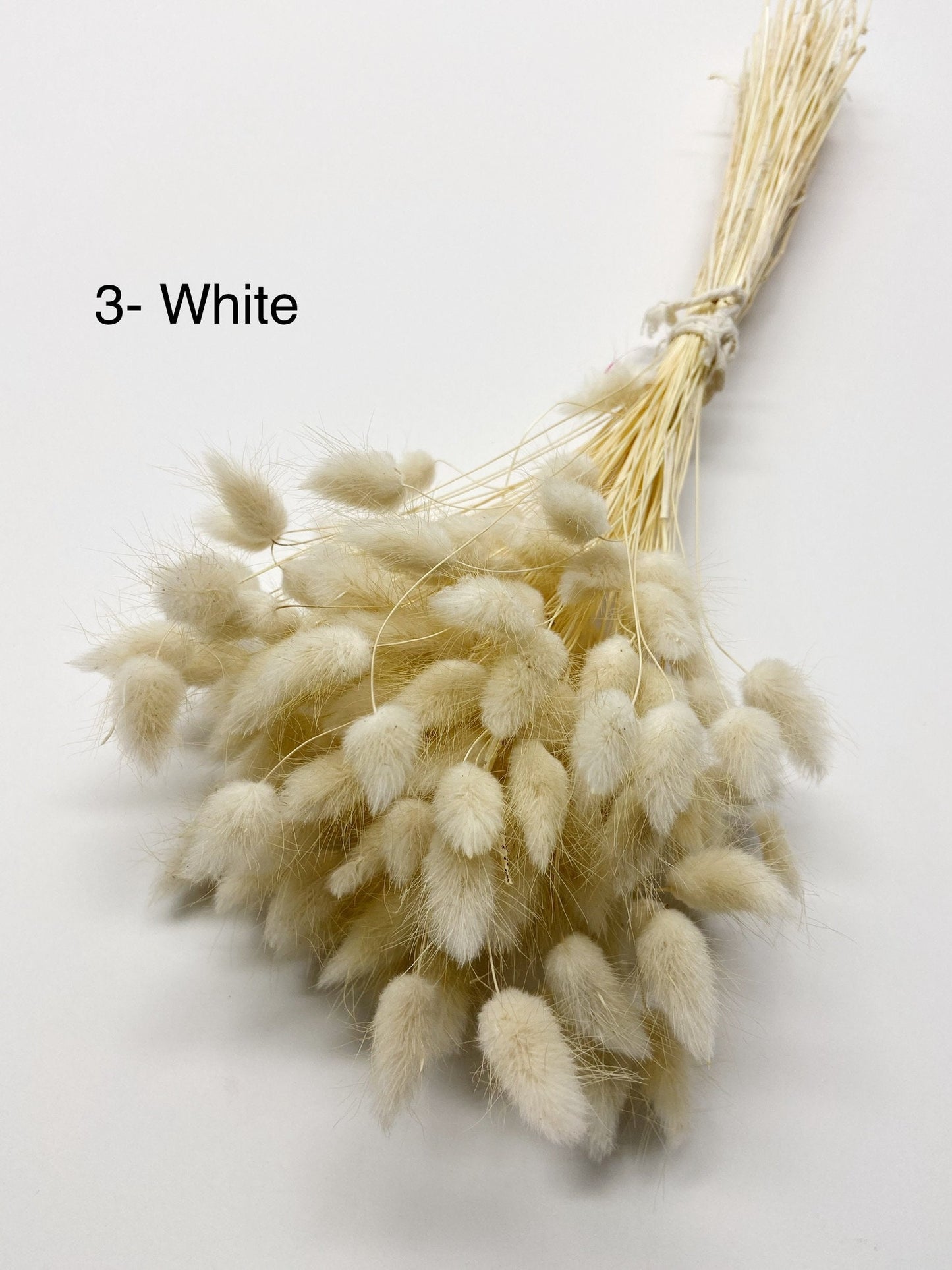 Bunny Tails, Preserved Flowers, Largurus, Dried Largurus, Bunny Tail Grass, Brown, White, Natural, Soft Flowers, House Decor, Wedding Decor