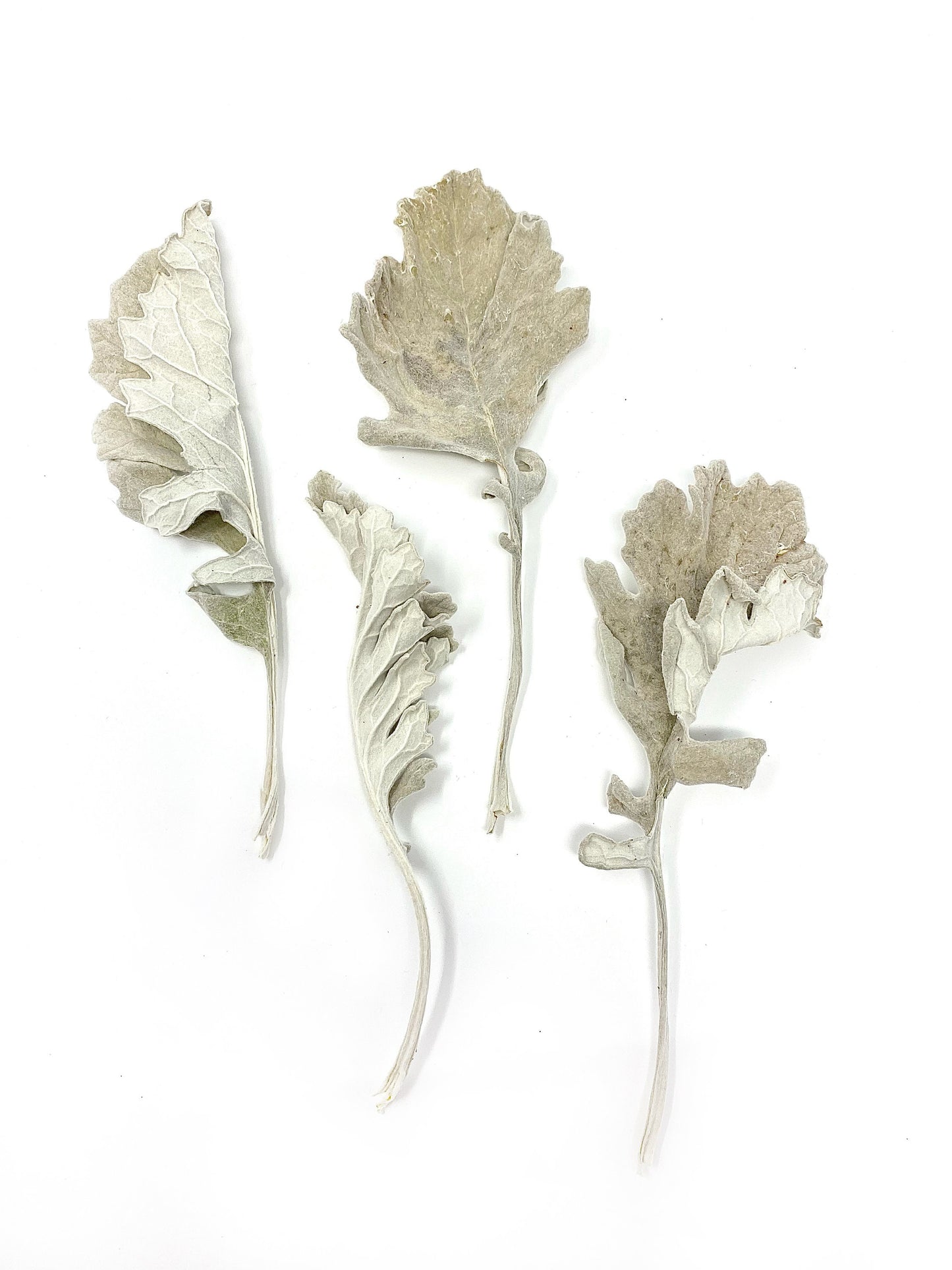 Dusty Miller leaves, Dried Flowers, Preserved Florals, Decor, Arts and Craft, Green, Grey