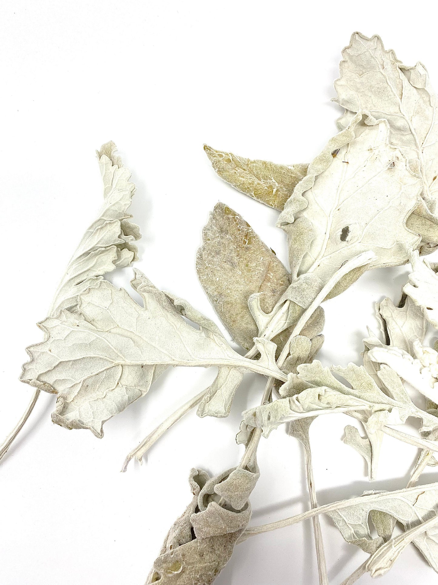 Dusty Miller leaves, Dried Flowers, Preserved Florals, Decor, Arts and Craft, Green, Grey