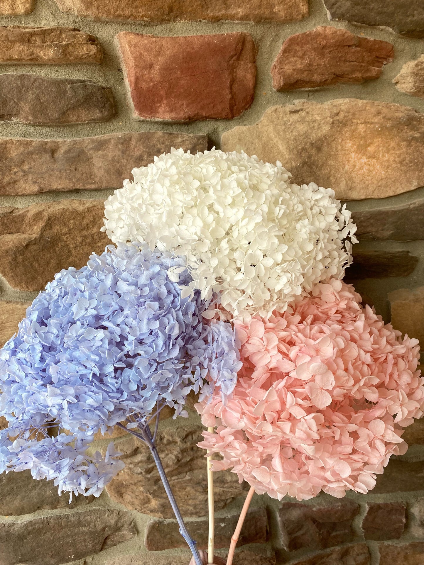 Hydrangea, Premium, Fluffy, White, Pink, Blue, Filler, House Decor, Bleached, Bridal, Preserved, Baby Shower, Colorful